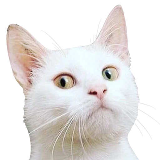 🤨 Стикер «logic_w» для Telegram