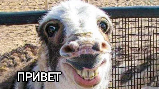 👋 Стикер «Funny animals - Loinyre» для Telegram