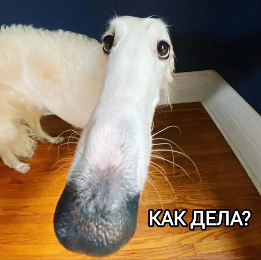 🤷 Стикер «Funny animals - Loinyre» для Telegram