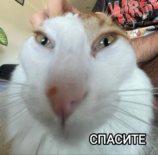 🙀 Стикер «Funny animals - Loinyre» для Telegram