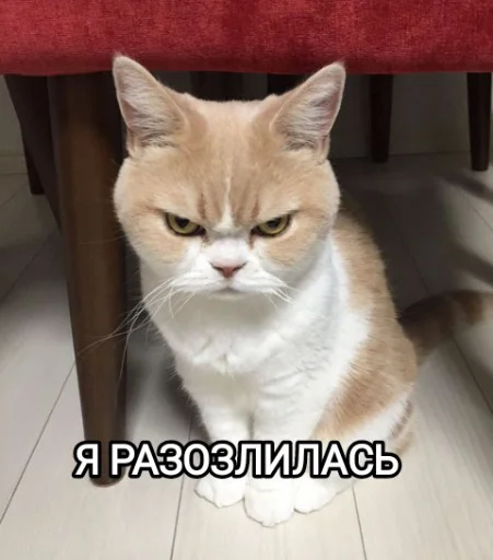 😾 Стикер «Funny animals - Loinyre» для Telegram
