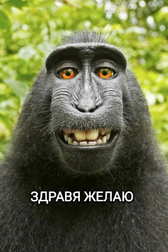 Стикерпак Funny animals - Loinyre для Telegram — скачать