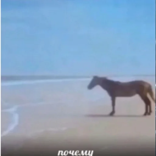🧞‍♂ Стикер «Локальные и не очень мемы» для Telegram