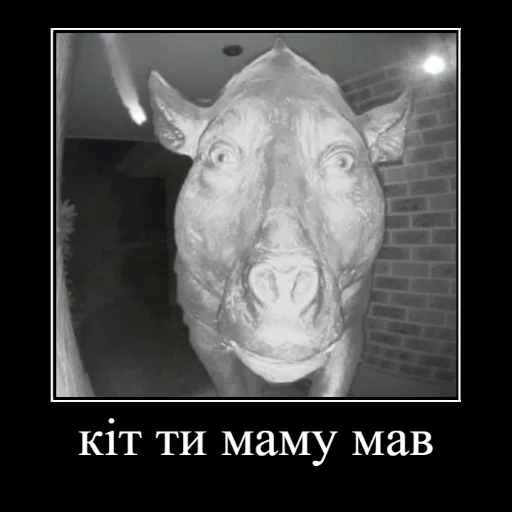 🐈 Стикер «Локальные и не очень мемы» для Telegram