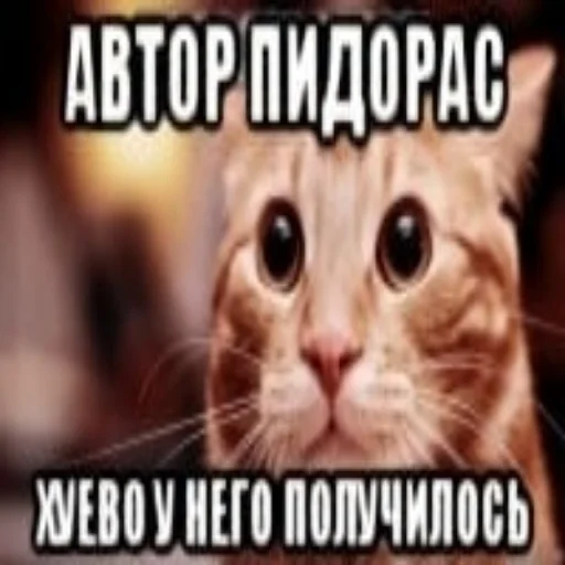 🐈 Стикер «Локальные и не очень мемы» для Telegram