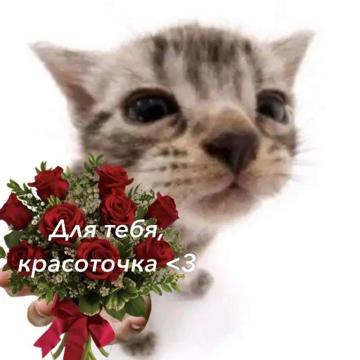 👍 Стикер «Lol 676767» для Telegram