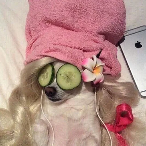 💆‍♀️ Стикер «Funny Animals 3» для Telegram