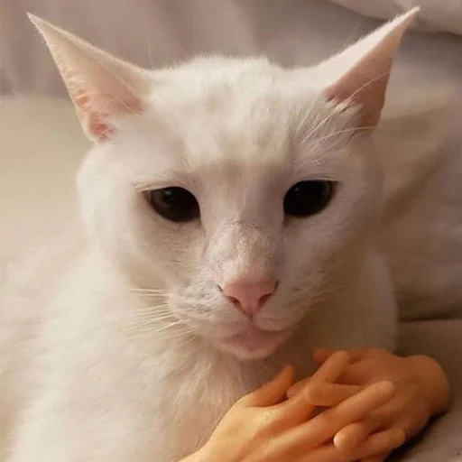 🤔 Стикер «Funny Animals 3» для Telegram