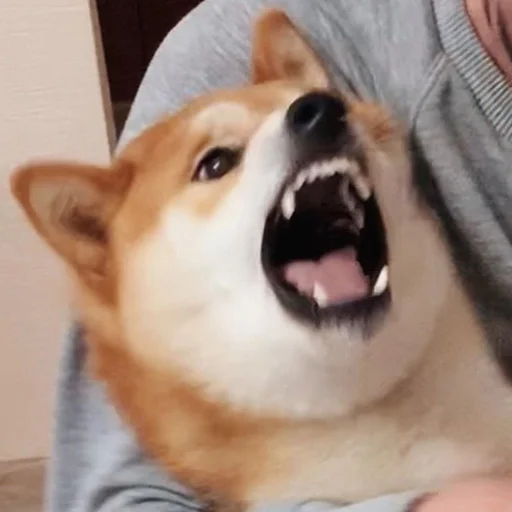 😠 Стикер «Funny Animals 3» для Telegram