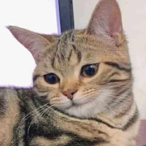 🤨 Стикер «Funny Animals 3» для Telegram