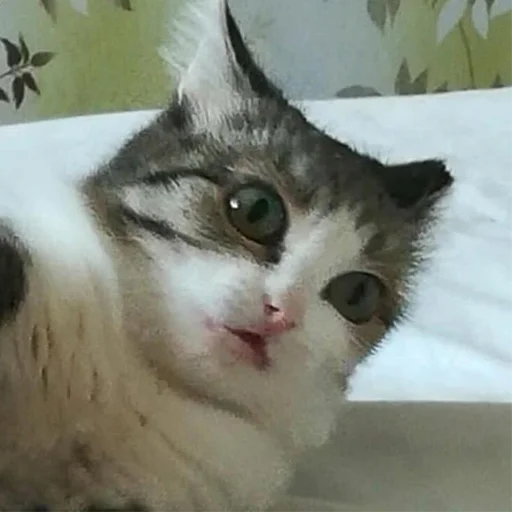😯 Стикер «Funny Animals 3» для Telegram