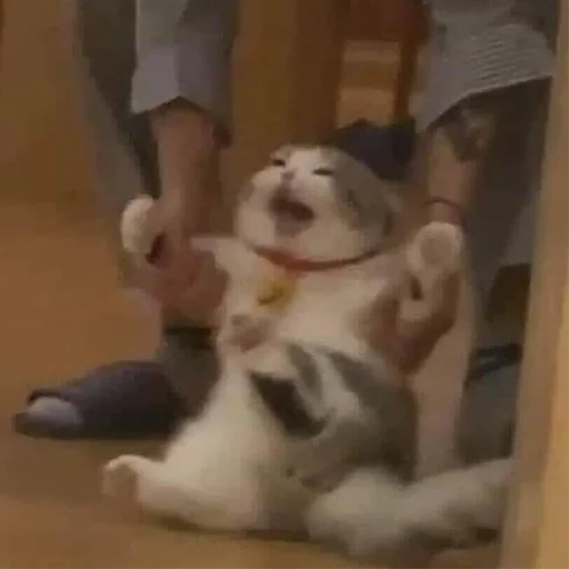 🤧 Стикер «Funny Animals 3» для Telegram