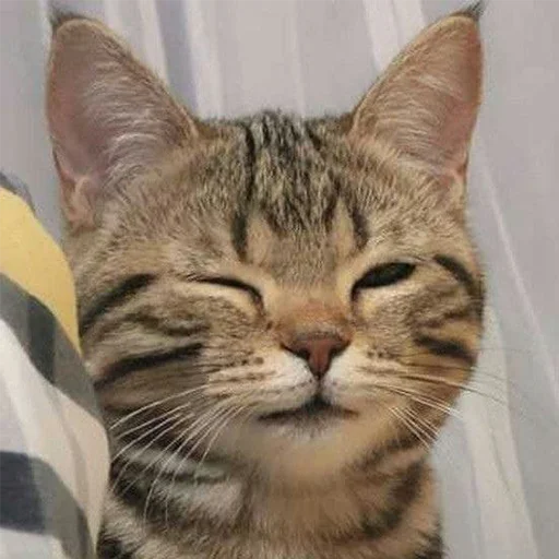 😉 Стикер «Funny Animals 3» для Telegram
