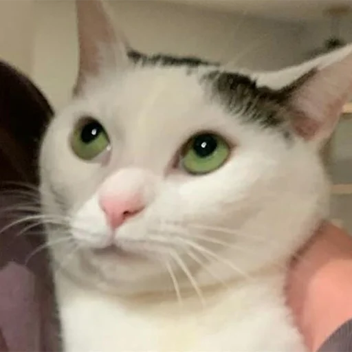 🥺 Стикер «Funny Animals 3» для Telegram