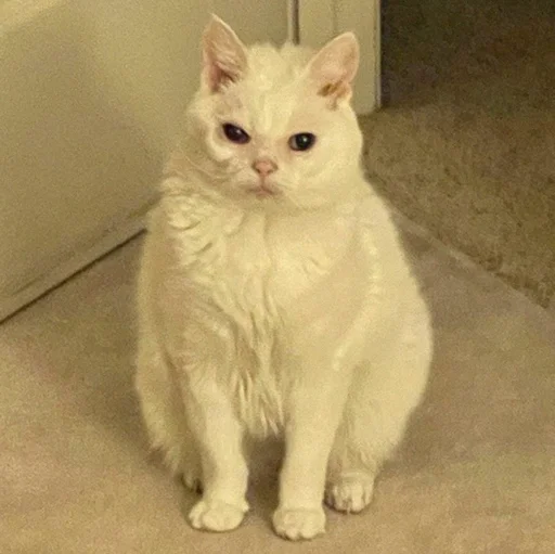 😠 Стикер «Funny Animals 3» для Telegram