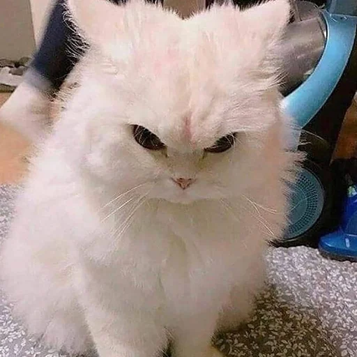 😠 Стикер «Funny Animals 3» для Telegram