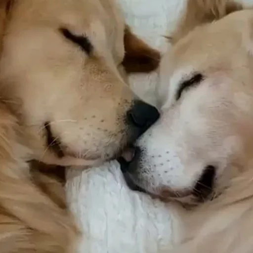 😴 Стикер «Funny Animals 3» для Telegram