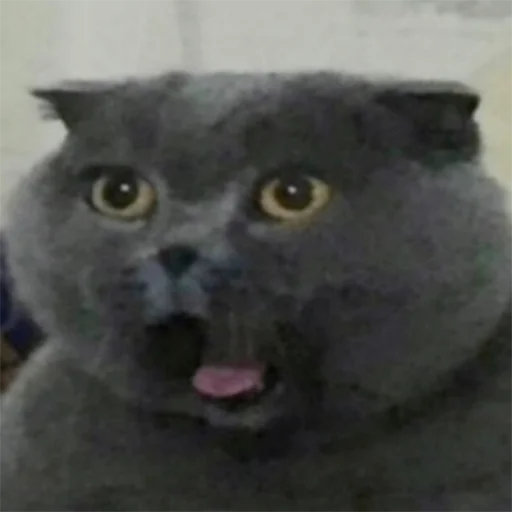 😦 Стикер «Funny Animals 3» для Telegram