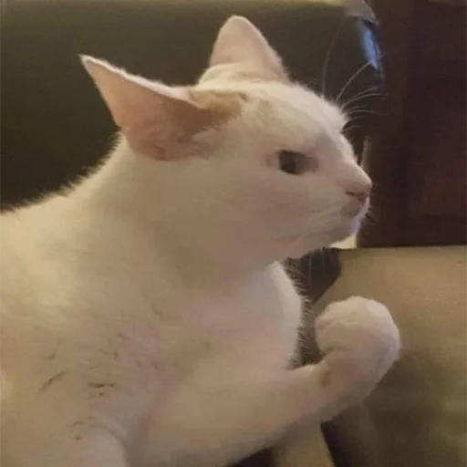 😤 Стикер «Funny Animals 3» для Telegram
