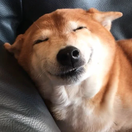 ☺️ Стикер «Funny Animals 3» для Telegram