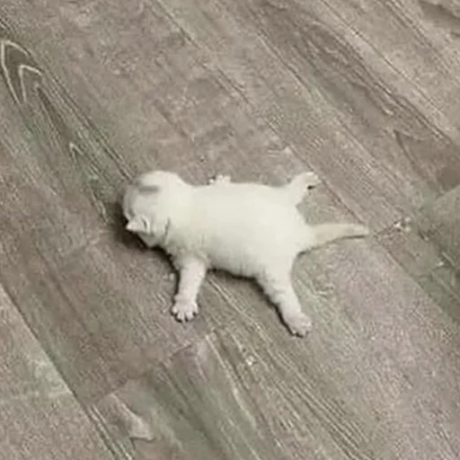 😮‍💨 Стикер «Funny Animals 3» для Telegram