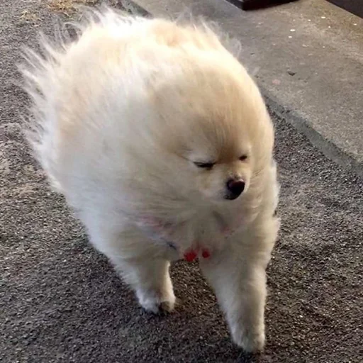 😑 Стикер «Funny Animals 3» для Telegram