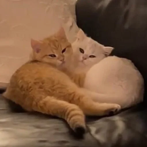 🥰 Стикер «Funny Animals 3» для Telegram