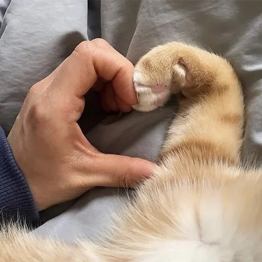 ❤️ Стикер «Funny Animals 3» для Telegram