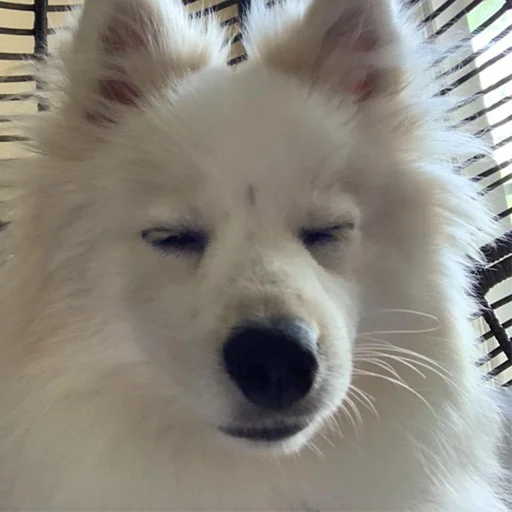 😴 Стикер «Funny Animals 3» для Telegram