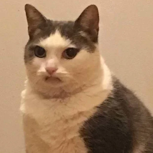 😕 Стикер «Funny Animals 3» для Telegram