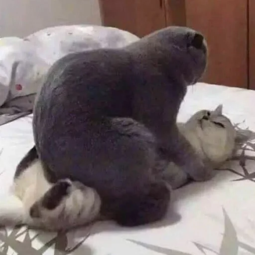 🥰 Стикер «Funny Animals 3» для Telegram
