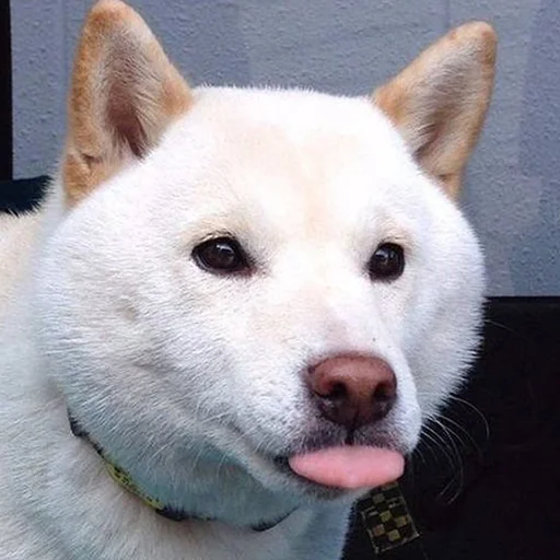 😛 Стикер «Funny Animals 3» для Telegram
