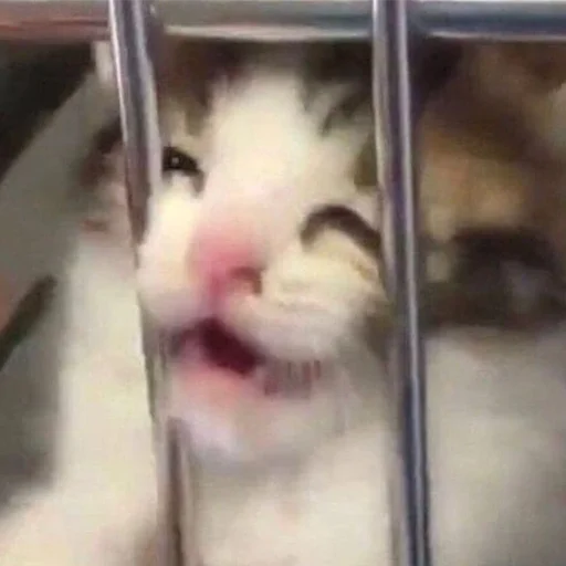😵‍💫 Стикер «Funny Animals 3» для Telegram