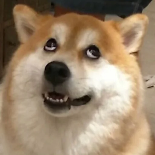 🙄 Стикер «Funny Animals 3» для Telegram