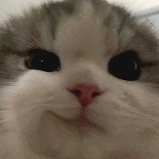 😏 Стикер «Funny Animals 3» для Telegram