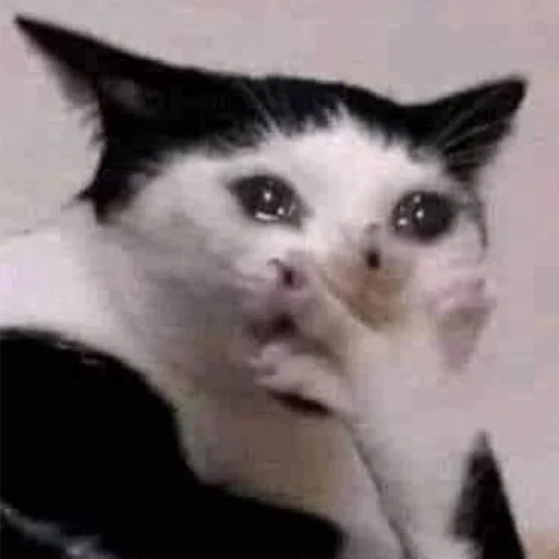 🥺 Стикер «Funny Animals 3» для Telegram