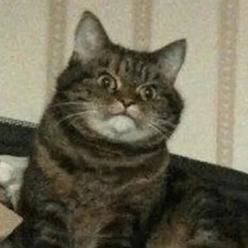 😠 Стикер «Funny Animals 3» для Telegram