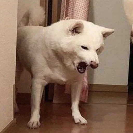 😠 Стикер «Funny Animals 3» для Telegram