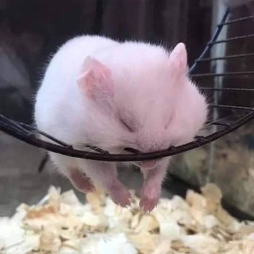 😴 Стикер «Funny Animals 3» для Telegram