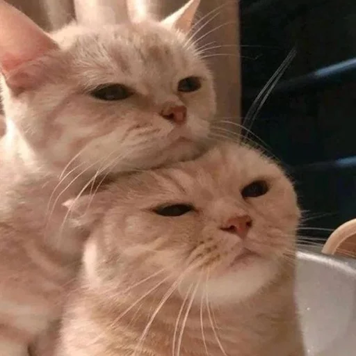 🥰 Стикер «Funny Animals 3» для Telegram