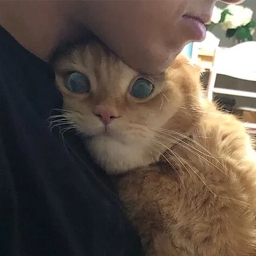 😳 Стикер «Funny Animals 3» для Telegram