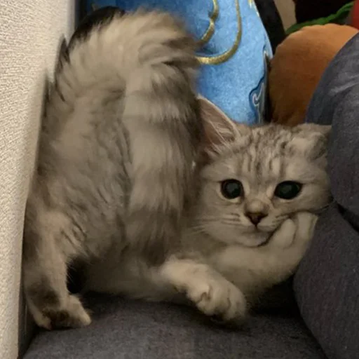 🤔 Стикер «Funny Animals 3» для Telegram
