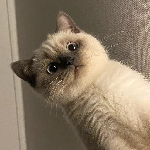 😳 Стикер «Funny Animals 3» для Telegram