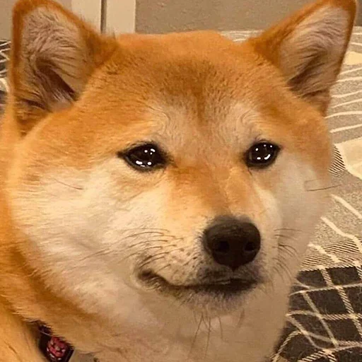 🥺 Стикер «Funny Animals 3» для Telegram