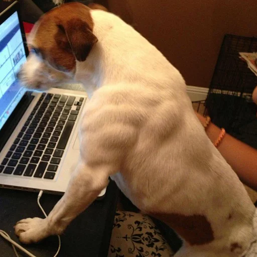 💪 Стикер «Funny Animals 3» для Telegram