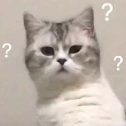 🤨 Стикер «Funny Animals 3» для Telegram