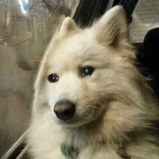 🥺 Стикер «Funny Animals 3» для Telegram