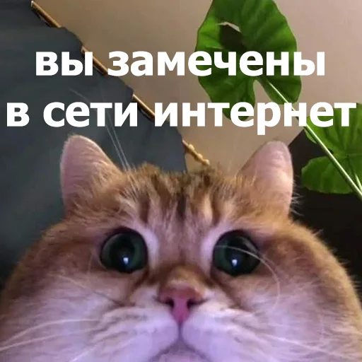 😐 Стикер «Funny Animals 4» для Telegram