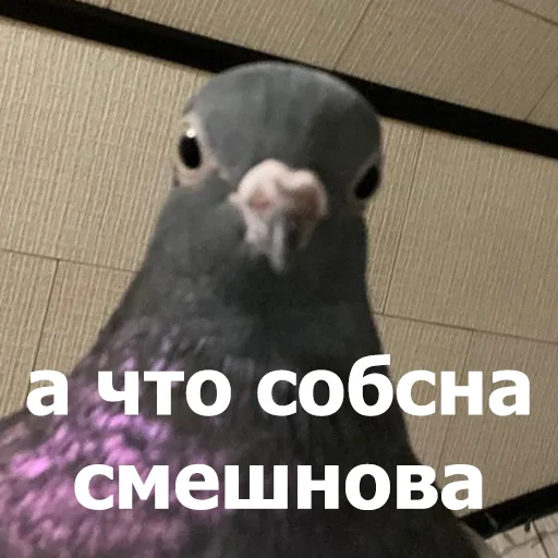 😐 Стикер «Funny Animals 4» для Telegram