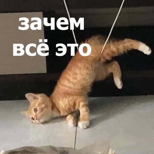 😒 Стикер «Funny Animals 4» для Telegram